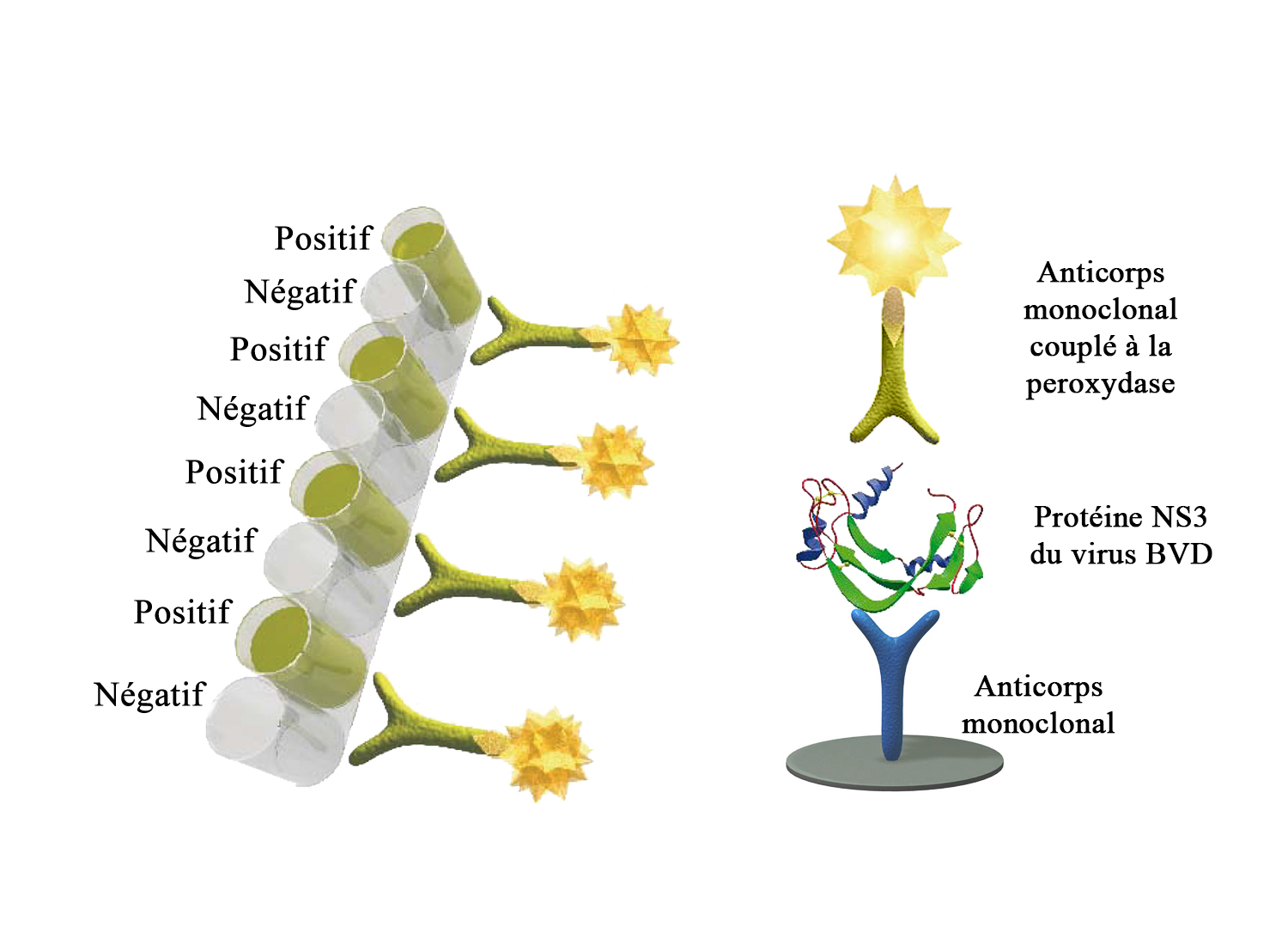 BIO K 337 - Monoscreen AgELISA BVDV / sandwich, bicupule